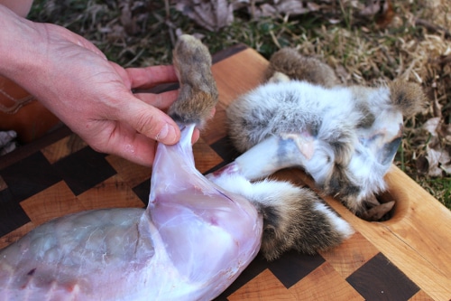 Man tearing the skin of rabbit tail.