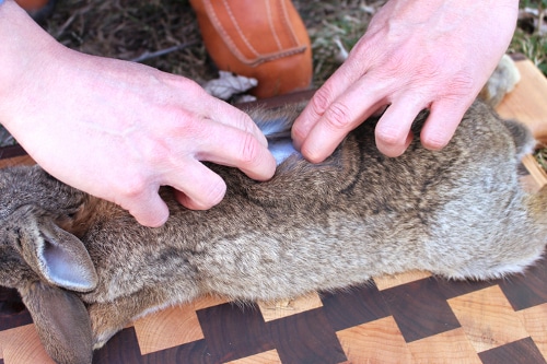 Man putting fingers into the rabbit skin.