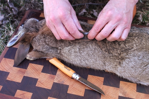 Man tearing a thin layer of rabbit skin with knife.