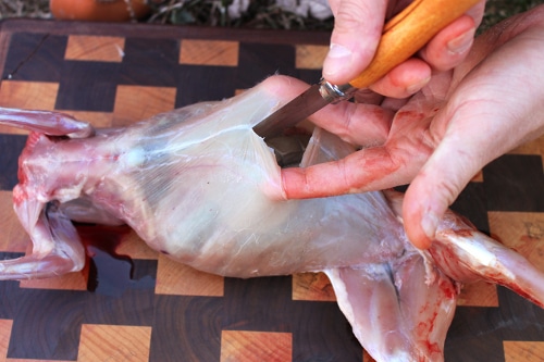 Man cutting off the rabbit intestine with knife.