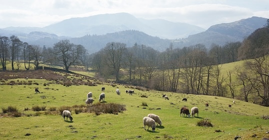 Sheep graze on a grassy hillside with scattered trees and distant mountains under a cloudy sky, evoking scenes of ancient shepherding amidst our modern lives.